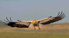 آسمان کردستان؛ میزبان نیمی از پرندگان شناسایی شده ایران