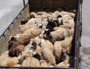 توقیف ۱۰ محموله دام در شیراز به دلیل حمل غیرمجاز و نداشتن مجوز بهداشتی