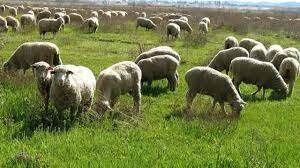 انجام طرح ممیزی در ۹۸ درصد از مراتع استان کردستان
