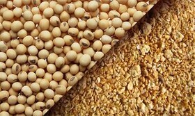 مرغداران نسبت به ثبت سفارش کنجاله سویا  و ذرت اقدام کنند