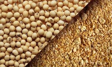 مرغداران نسبت به ثبت سفارش کنجاله سویا  و ذرت اقدام کنند 