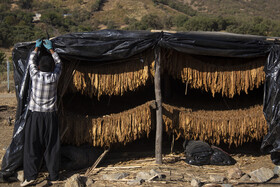 چادر های سیاه در روستاهای اطراف دریاچه زریوار جهت خشک شدن توتون ها دایر می شود