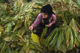 نخ کردن برگ تنباکو ها توسط زنان روستای کال انجام می شود