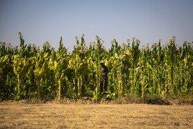 مزارع توتون در روستای ساوه که کشاورزان مشغول به برداشت هستند