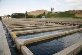 تولید ۲۱۰۰ تن ماهی در نیمه نخست امسال در کردستان