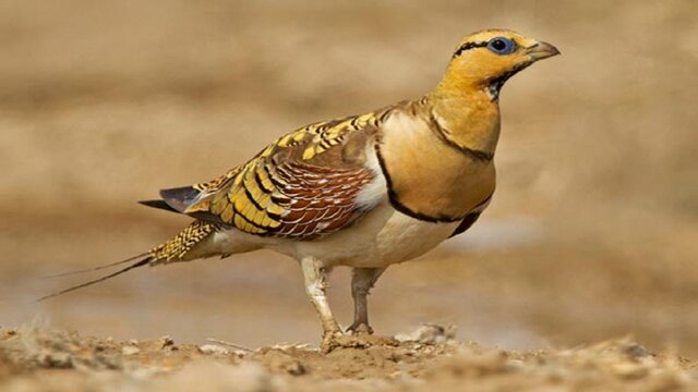 به دام افتادن 2 شکارچی غیر مجاز در بیجار