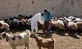 واکسینه شدن 405 هزار راس دام در کردستان علیه بیماری بروسلوز
