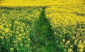 کشت بیش از ۱۴۰۰ هکتار کلزا در کردستان