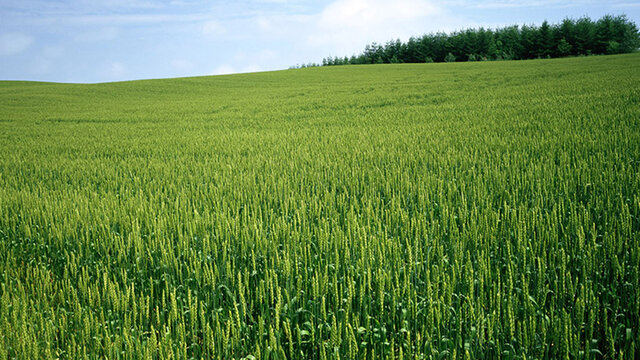 بیش از ۹۰ درصد گندم کردستان به سطح سبز رسیده است