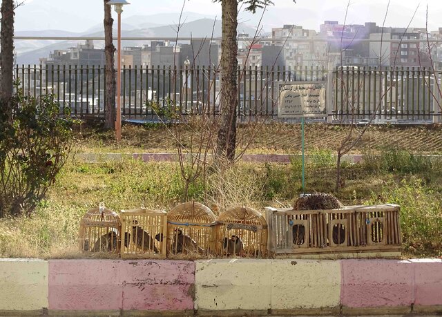 یک شکارچی به دلیل ترویج شکار در فضای مجازی به شش ماه حبس محکوم شد یک شکارچی به دلیل ترویج شکار در فضای مجازی به شش ماه حبس محکوم شد