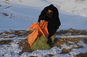 توزیع علوفه در مناطق حفاظت شده محیط زیست کردستان