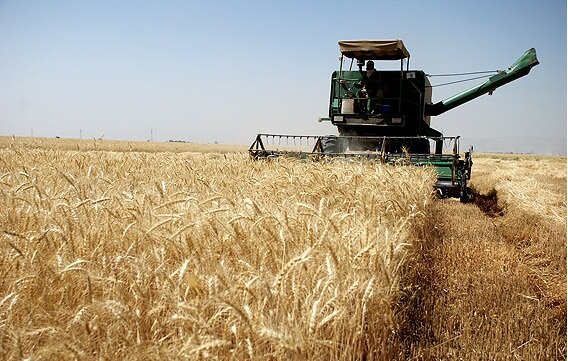 تولید سالانه ۲۰۰ هزار تن گندم در بیجار 