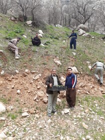 کاشت هزار اصله نهال بلوط در اراضی ملی آزاد و منطقه حفاظت شده شاهو و کوسالان