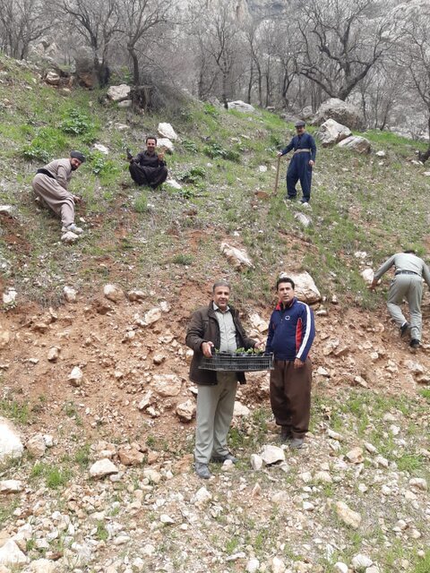 کاشت هزار اصله نهال بلوط در اراضی ملی آزاد و منطقه حفاظت شده شاهو و کوسالان کاشت هزار اصله نهال بلوط در اراضی ملی آزاد و منطقه حفاظت شده شاهو و کوسالان