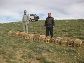 بازگشت 17 قطعه کبک وحشی به دامان طبیعت دلنواز بهاری