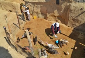 واکسیناسیون بیش از ۹۷ هزار قطعه طیور بومی علیه بیماری نیوکاسل در کردستان