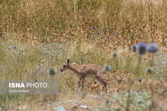 ورود به مناطق حفاظت شده استان کردستان تا اواخر خرداد ممنوع است