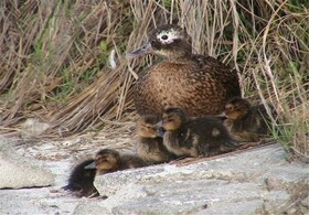 بازگشت بیش از ۸۵۰ واحد جاندار بە زیستگاەهای طبیعی کردستان