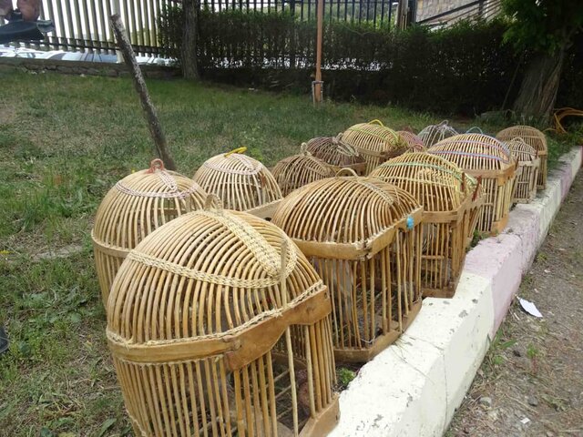 شناسایی و انهدام یک باند خرید و فروش کبک وحشی در سنندج