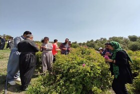 نخستین تور گردشگری کشاورزی در بانه برگزار شد