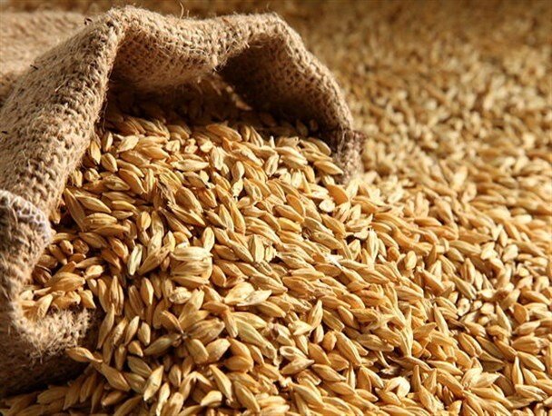 ۹۸.۵ درصد بذر مورد نیاز کشور در داخل تولید می‌شود