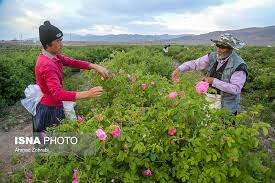 هیاهوی گل سرخ در چهارباغ