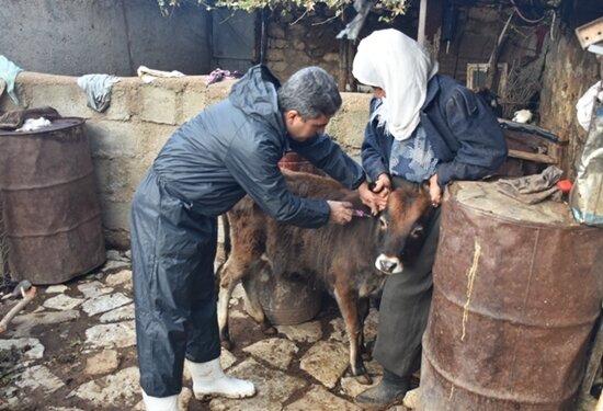 آغاز طرح واکسیناسیون رایگان دام سبک و سنگین کردستان علیه بیماری بروسلوز