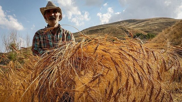۳۶ درصد مطالبه گندمکاران کردستانی واریز شده است