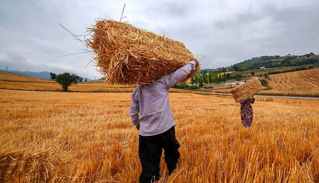 افزایش 100 هزار تنی خرید گندم در استان کرمانشاه
