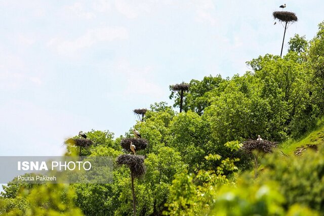 شهری امن برای لک‌لک‌ها