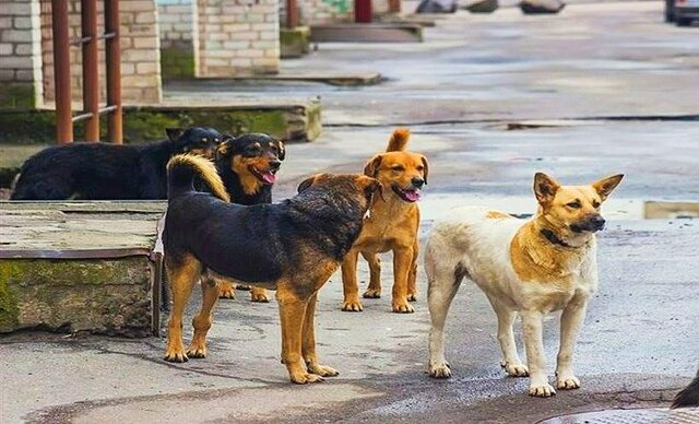 داستان ناتمام جمعآوری سگهای ولگرد؛ این بار در سنندج