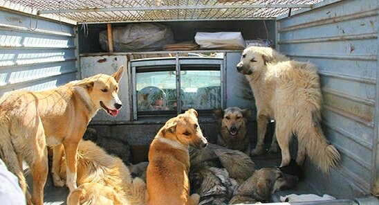 داستان ناتمام جمعآوری سگهای ولگرد؛ این بار در سنندج