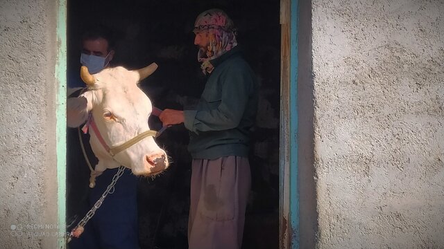 واکسیناسیون ‌دام‌ علیە بیماری؛ حرکتی بە سبک جهادی