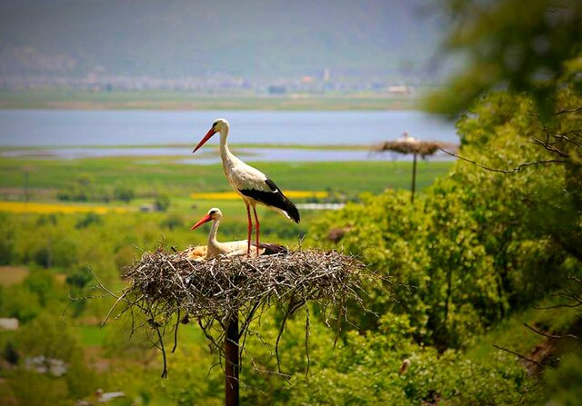 سفری بە شهر لکلکهای جهان