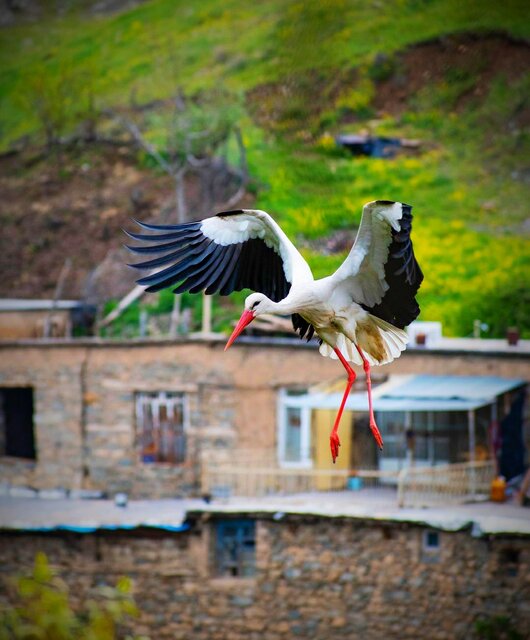 سفری بە شهر لکلکهای جهان سفری بە شهر لکلکهای جهان