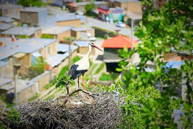 سفری بە شهر لکلکهای جهان