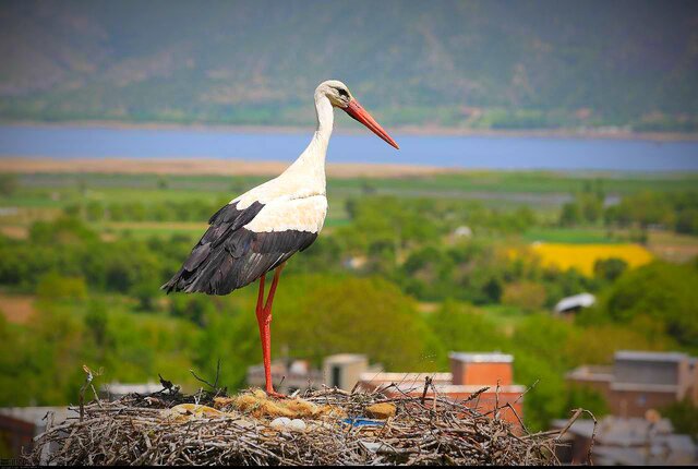 سفری بە شهر لکلکهای جهان