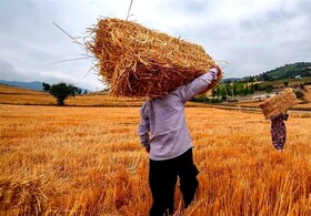 افزایش ۸ درصدی خرید گندم در لرستان