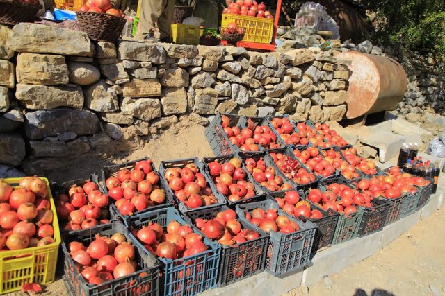 کردستان؛ سرچشمە انارهای یاقوتی کشور