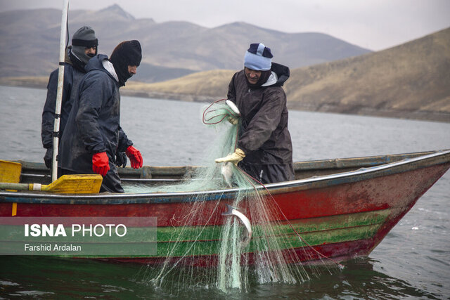 عکس تزئینی است زنجان رتبه نخست تولید ماهیان سردابی شمال غرب کشور را دارد