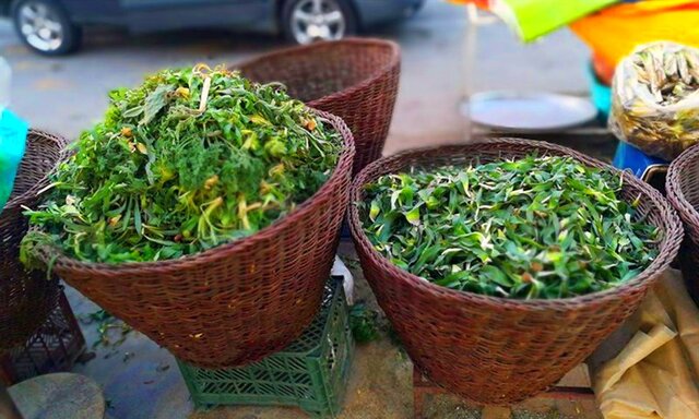 زخمی بر تن طبیعت کردستان/ برداشت بیرویه گیاهان بهاری، میراثی در معرض نابودی