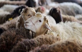 محکومیت ۵۵ میلیارد ریالی قاچاق دام در کردستان