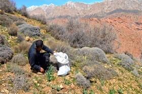 جمع‌آوری گیاهان بهاری، بلای جان مردم در فصل بهار