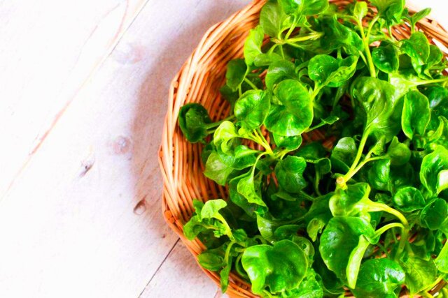 ارمغان بهار بر سفرههای شفابخش کردستانیها