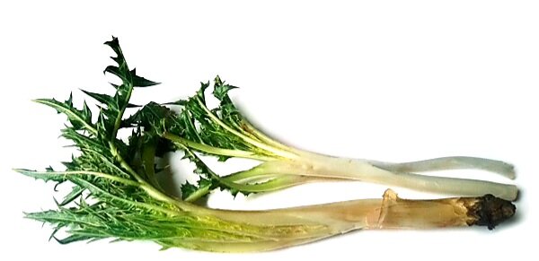 ارمغان بهار بر سفرههای شفابخش کردستانیها