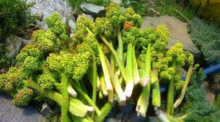 ارمغان بهار بر سفرههای شفابخش کردستانیها