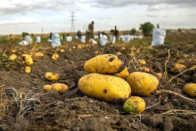 بازار ملتهب سیبزمینی در کردستان/ از وعده ۲۵ هزار تومانی تا قیمت ۵۰ هزار تومانی سیبزمینی در بازار