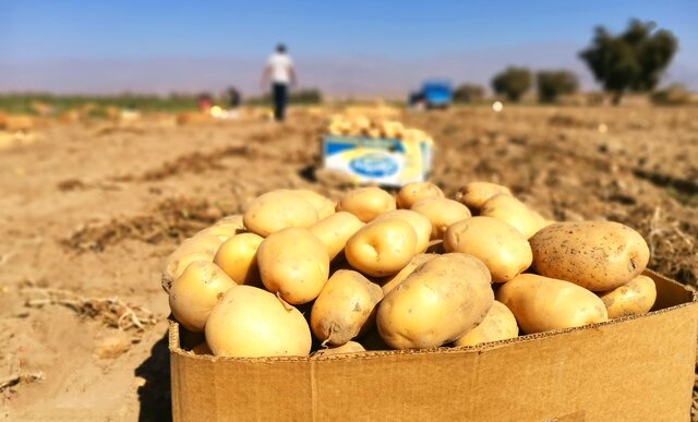 بازار ملتهب سیبزمینی در کردستان/ از وعده ۲۵ هزار تومانی تا قیمت ۵۰ هزار تومانی سیبزمینی در بازار