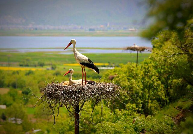 «دەرەتفی»، جایی که سال از پرواز لکلکها آغاز میشود