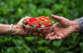 ۵ درصد تولید توت‌فرنگی در کردستان از ارقام بومی است